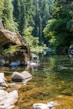 green trees beside river during daytime