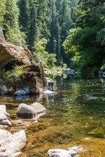 green trees beside river during daytime