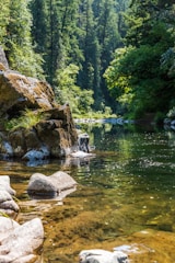 green trees beside river during daytime