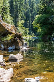 green trees beside river during daytime