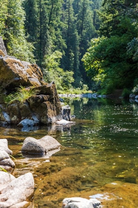 green trees beside river during daytime