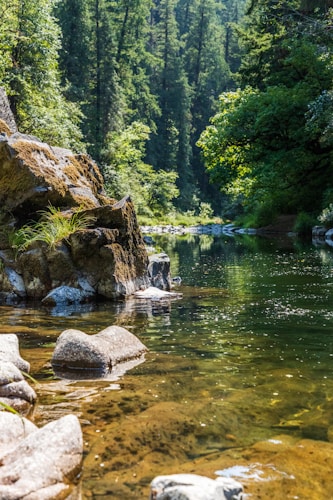 green trees beside river during daytime