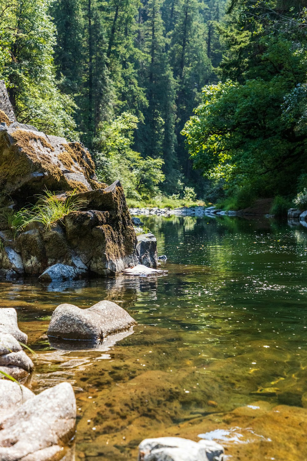 green trees beside river during daytime