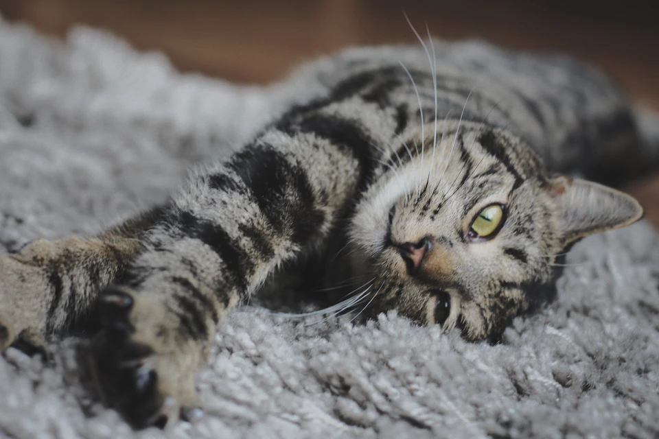 Gray and black striped cat stretches out with front paws extended on white rug