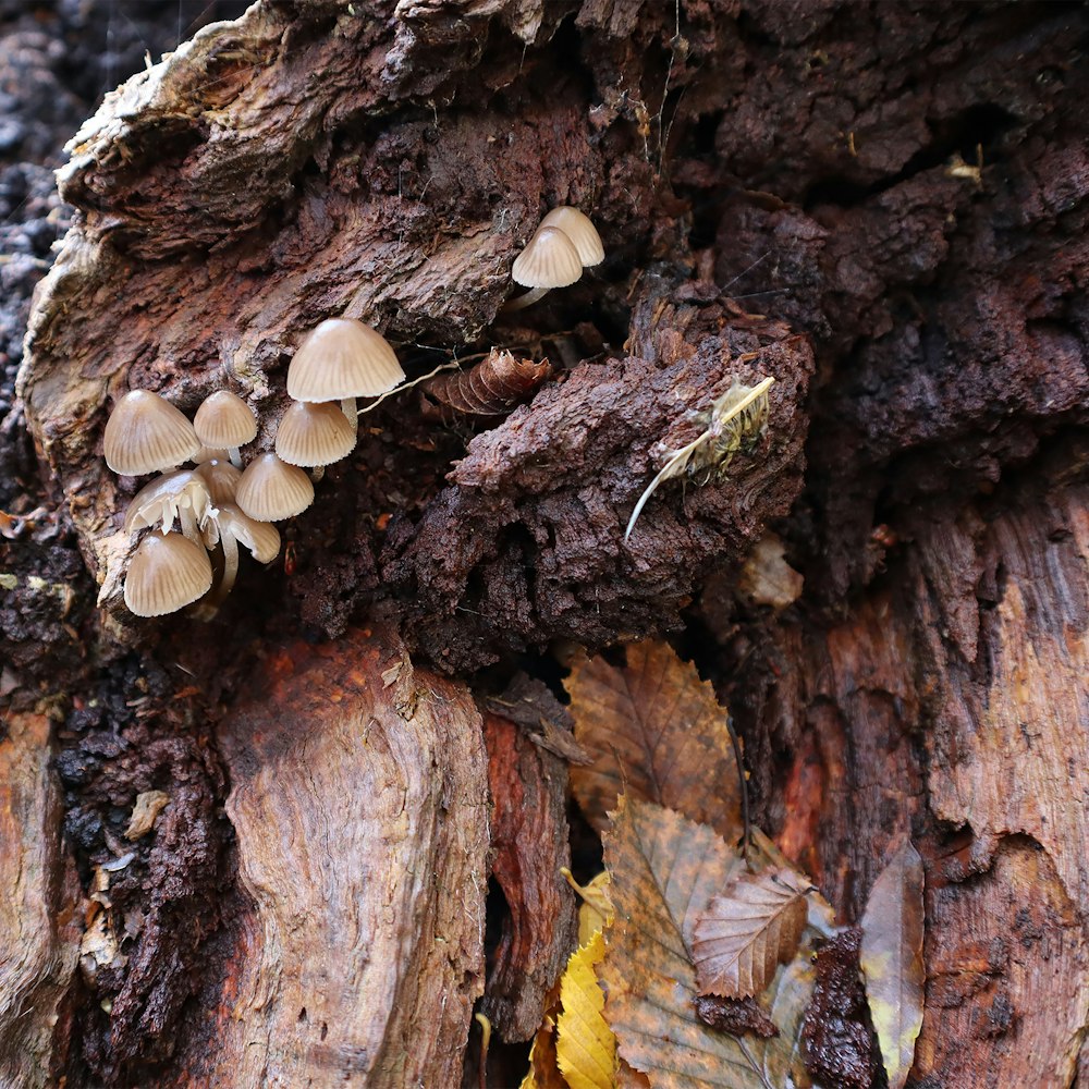 white mushrooms on brown tree trunk