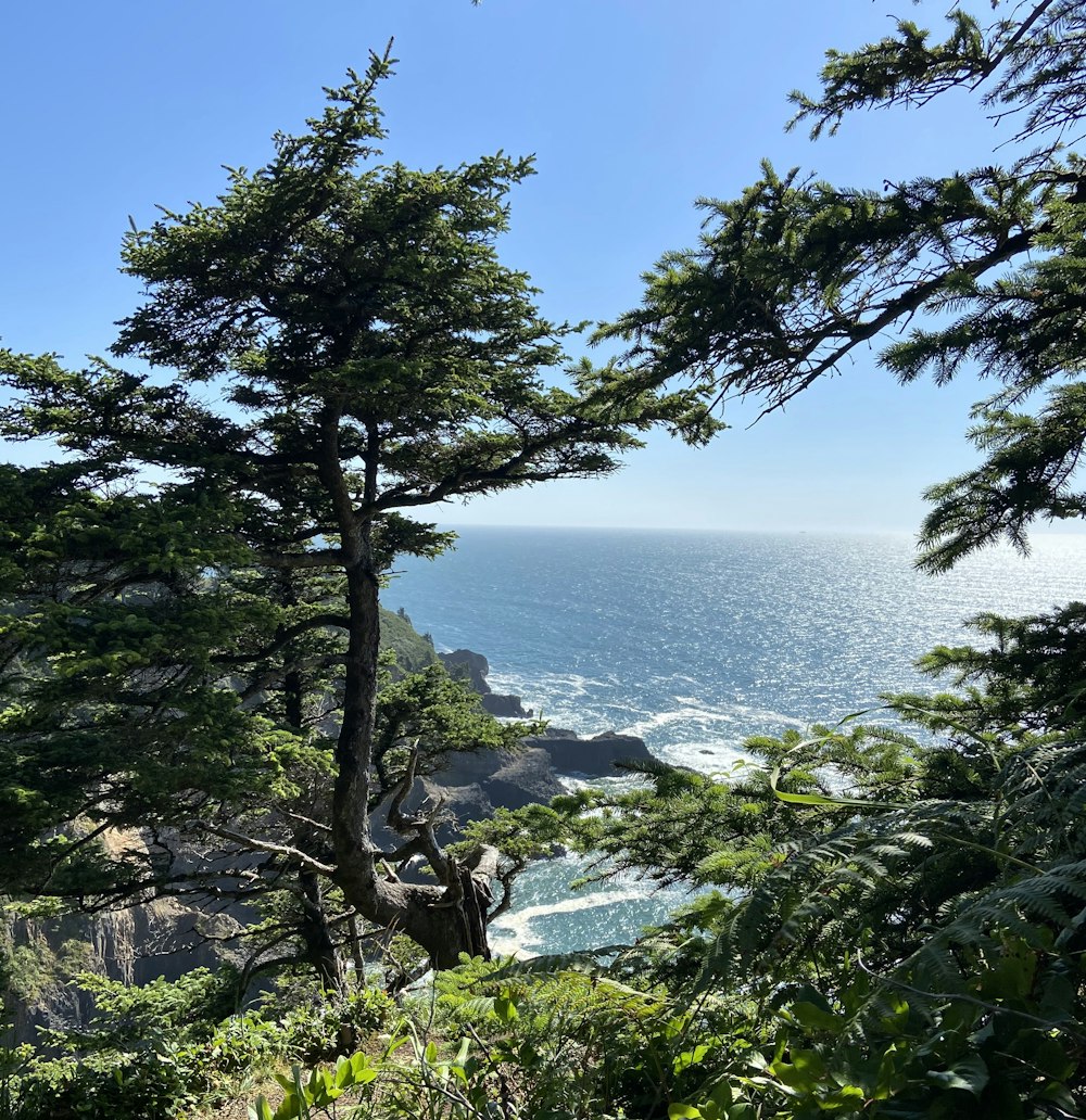 green tree near body of water during daytime