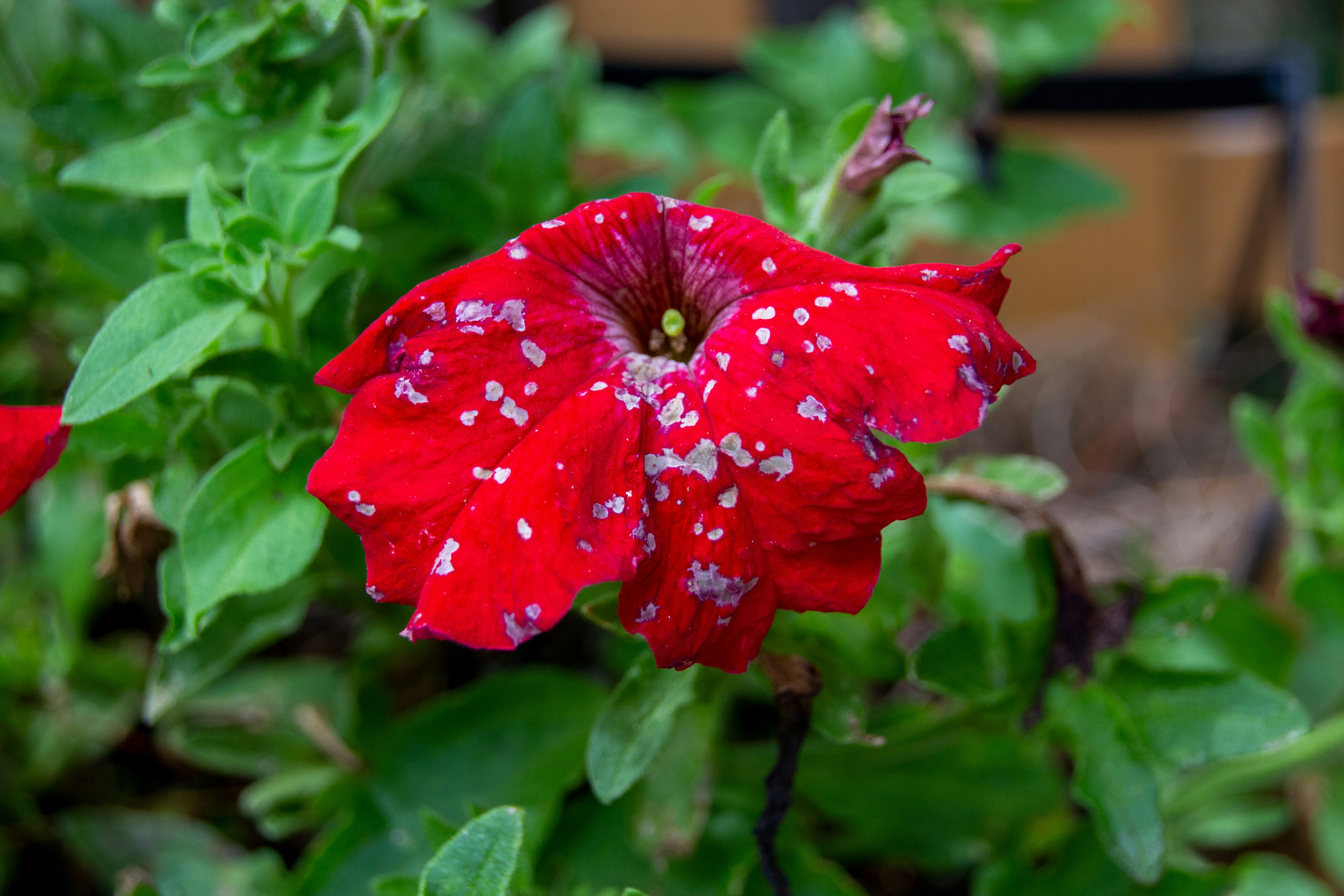 a red flower with white spots on it