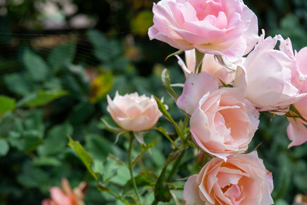 pink roses in tilt shift lens