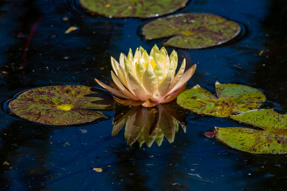 fleur de lotus rose et blanc sur l’eau