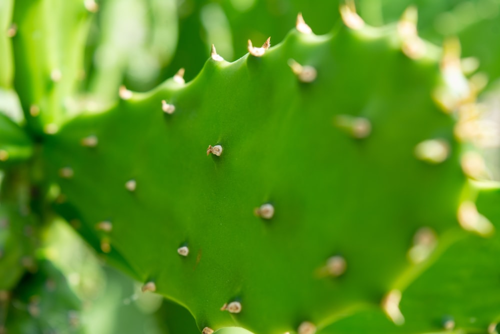 water droplets on green leaf