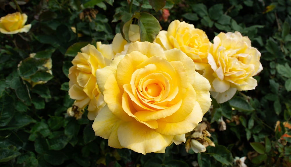 yellow rose in bloom during daytime