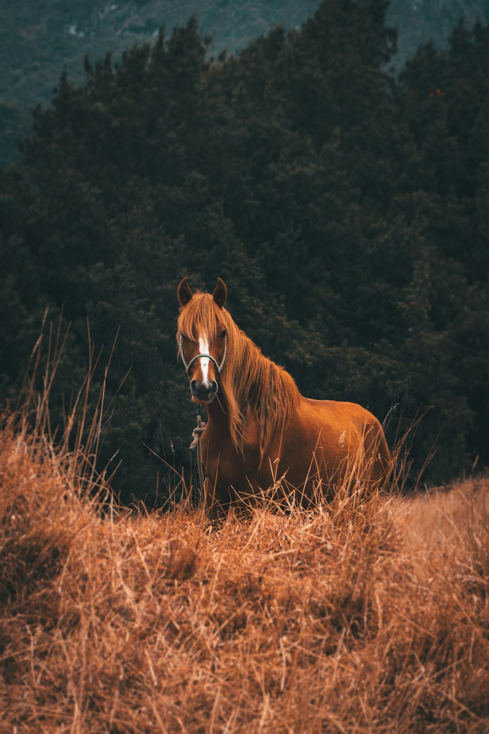 cheval brun sur le champ d’herbe brune pendant la journée