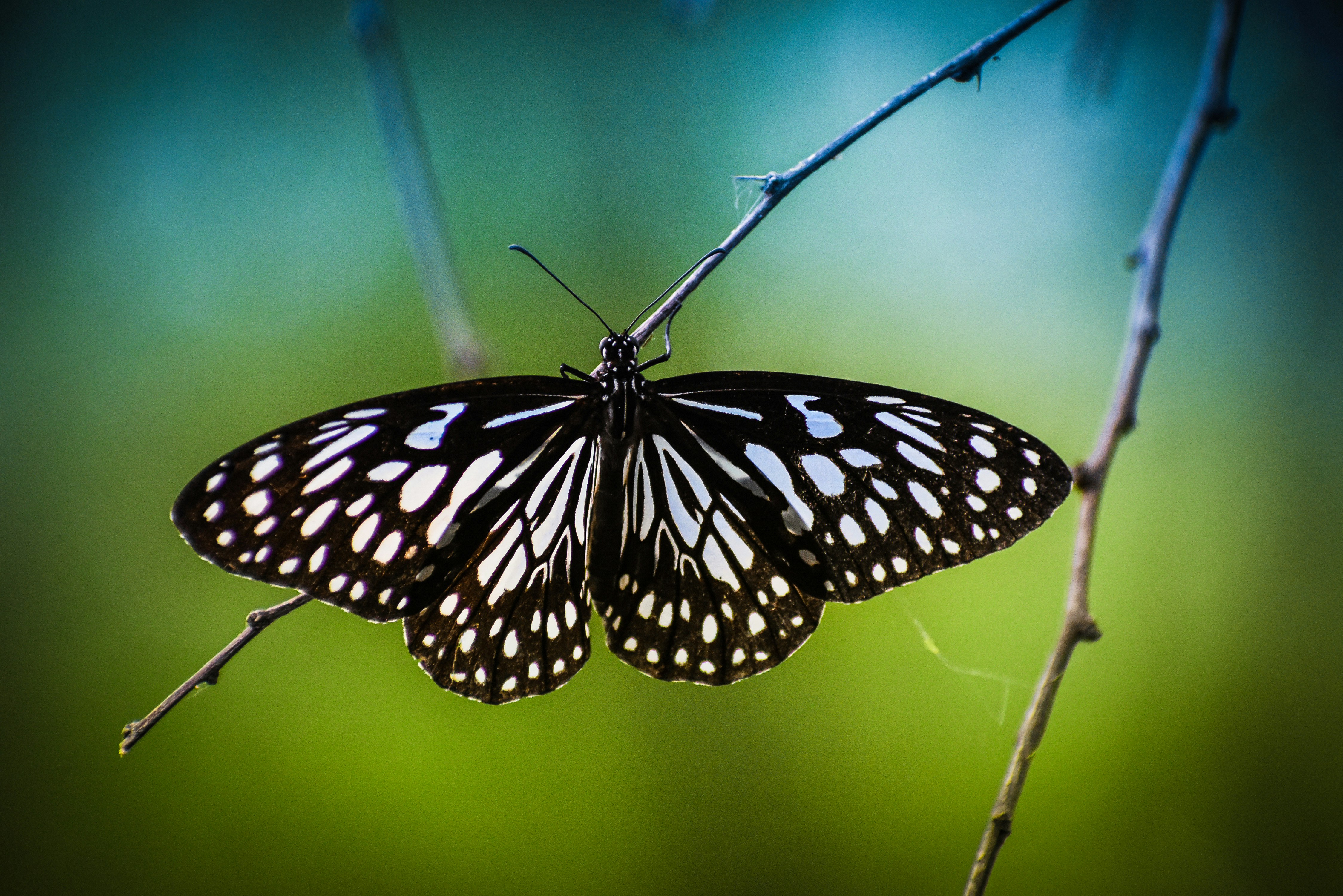 black and white butterfly perched on green leaf in close up photography during daytime