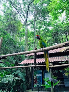Tropical Bird Accessories