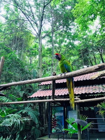A colorful parrot with bright green and blue feathers, resting on a wooden beam amidst a lush, green forest backdrop. Tall trees with thick foliage surround a small structure with a red tiled roof. The natural setting is vibrant and full of diverse plant life, including ferns and other tropical vegetation.