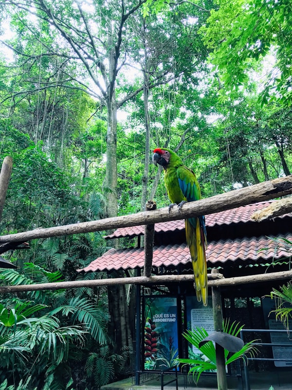 Tropical Bird Accessories