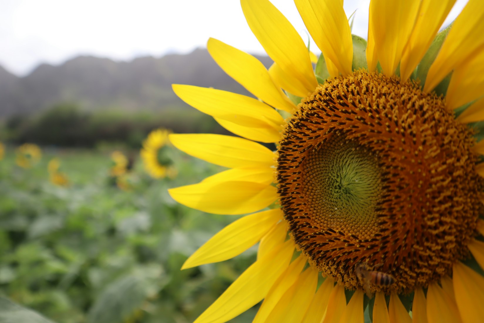 Amish Farmers Point the Way for Desert Grasslands Restoration