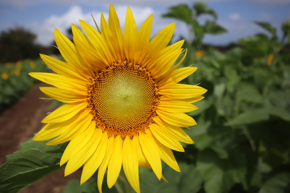 yellow sunflower in close up photography