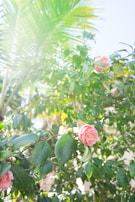 Sunlight filtering through lush rose canopies, casting dappled shadows on the garden floor.