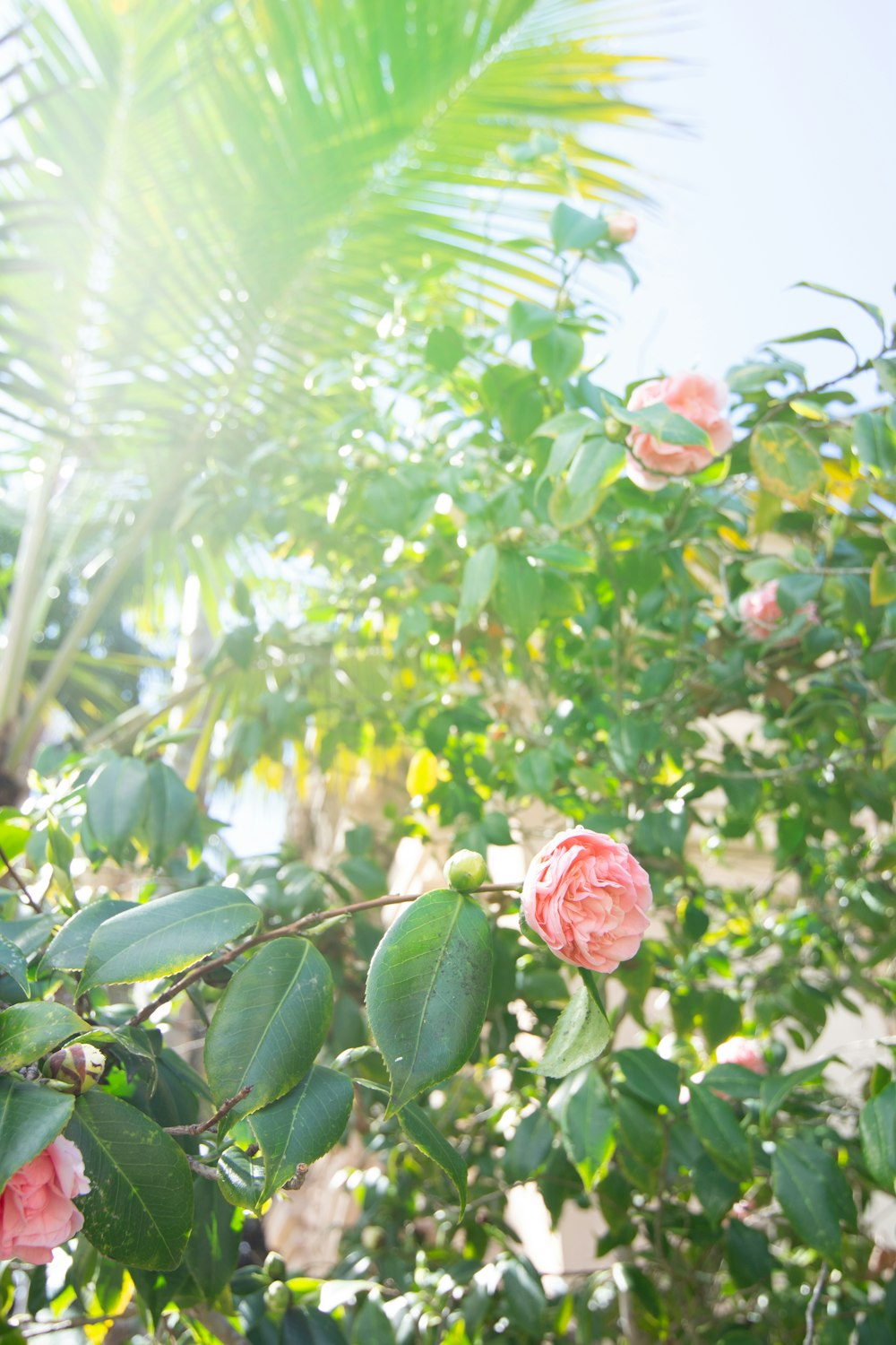 pink flower with green leaves during daytime