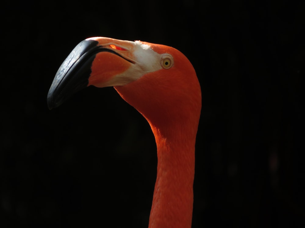 orange flamingo in black background