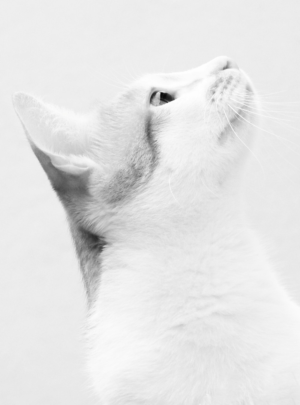 white and gray cat with white background photo – Free Grey Image on