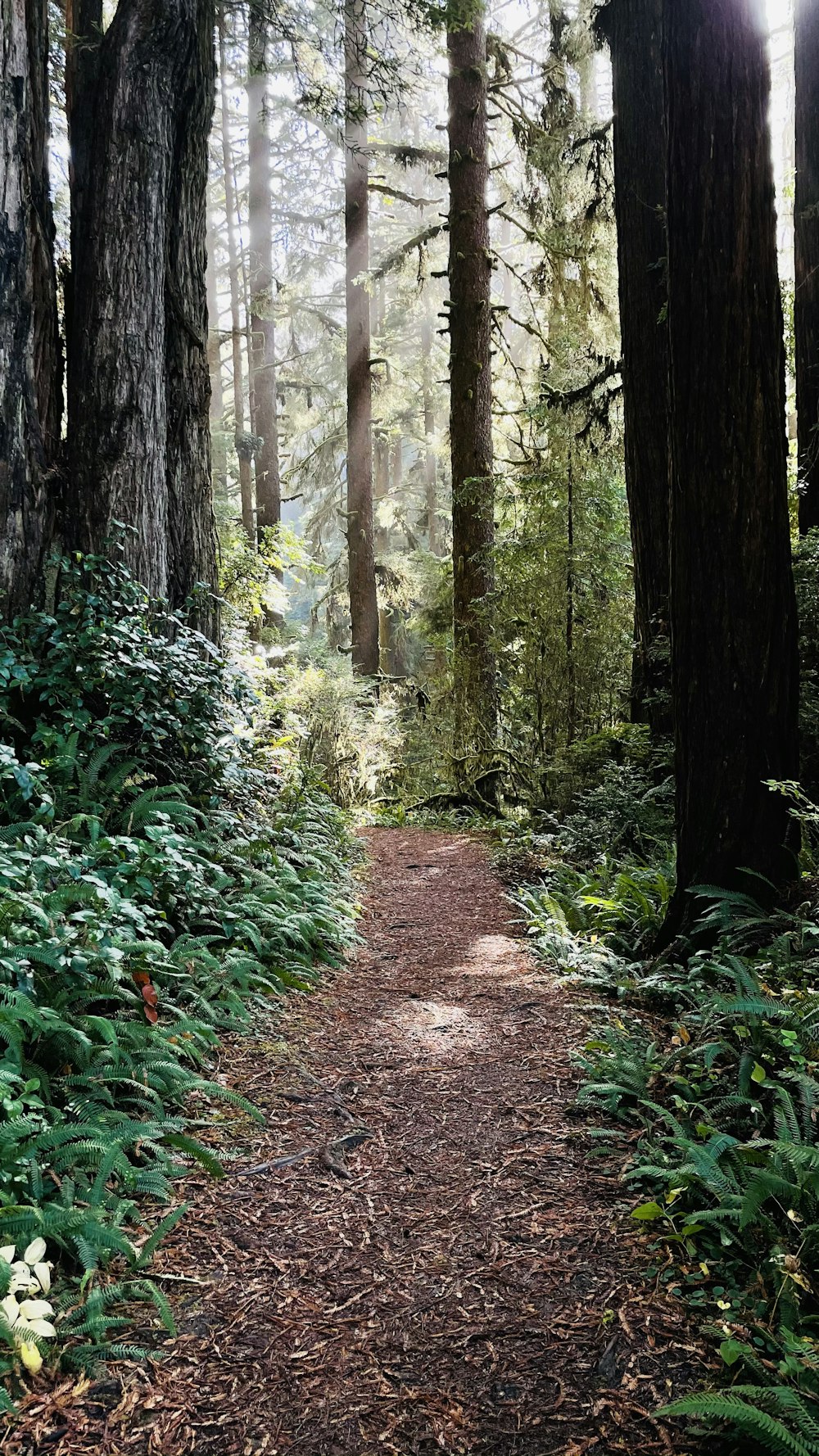 brown dirt pathway between green plants and trees during daytime