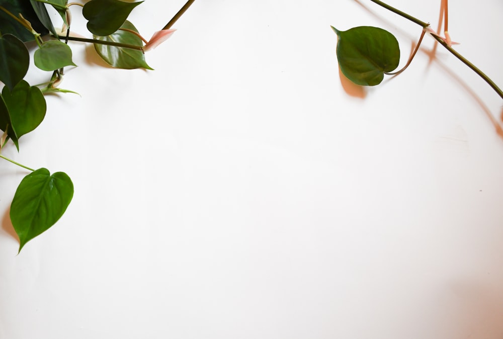 green leaves on white surface