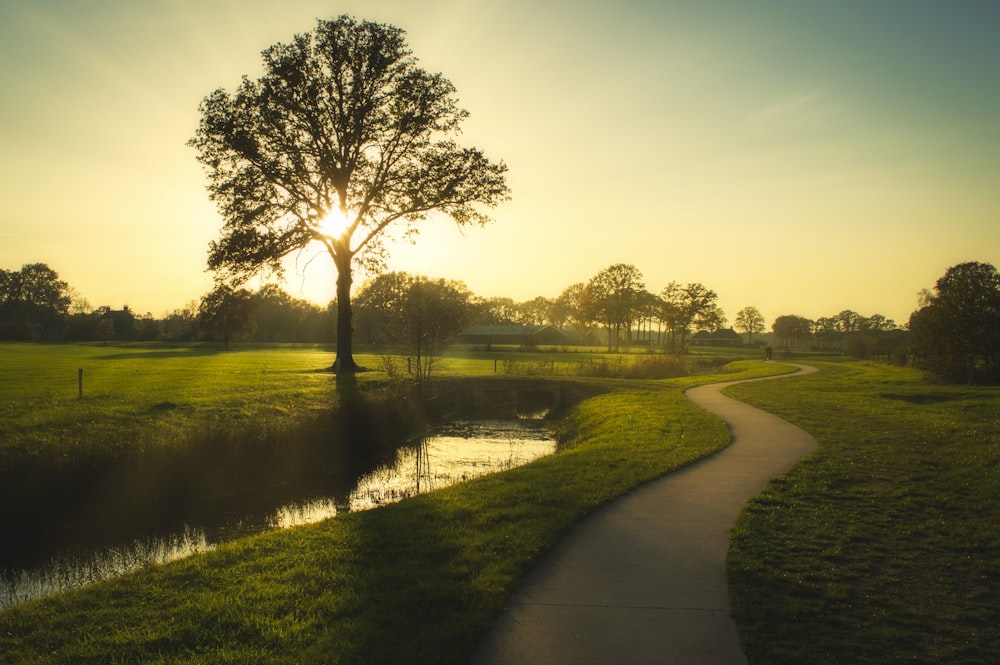 green grass field with trees during daytime