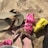 A collection of various sandals and flip-flops resting on sandy ground. The footwear includes a pair of brown flip-flops, a pair of pink sandals decorated with a floral detail, a smaller pink sandal, and a bright yellow clog-type shoe.