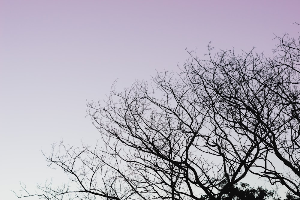 leafless tree under blue sky