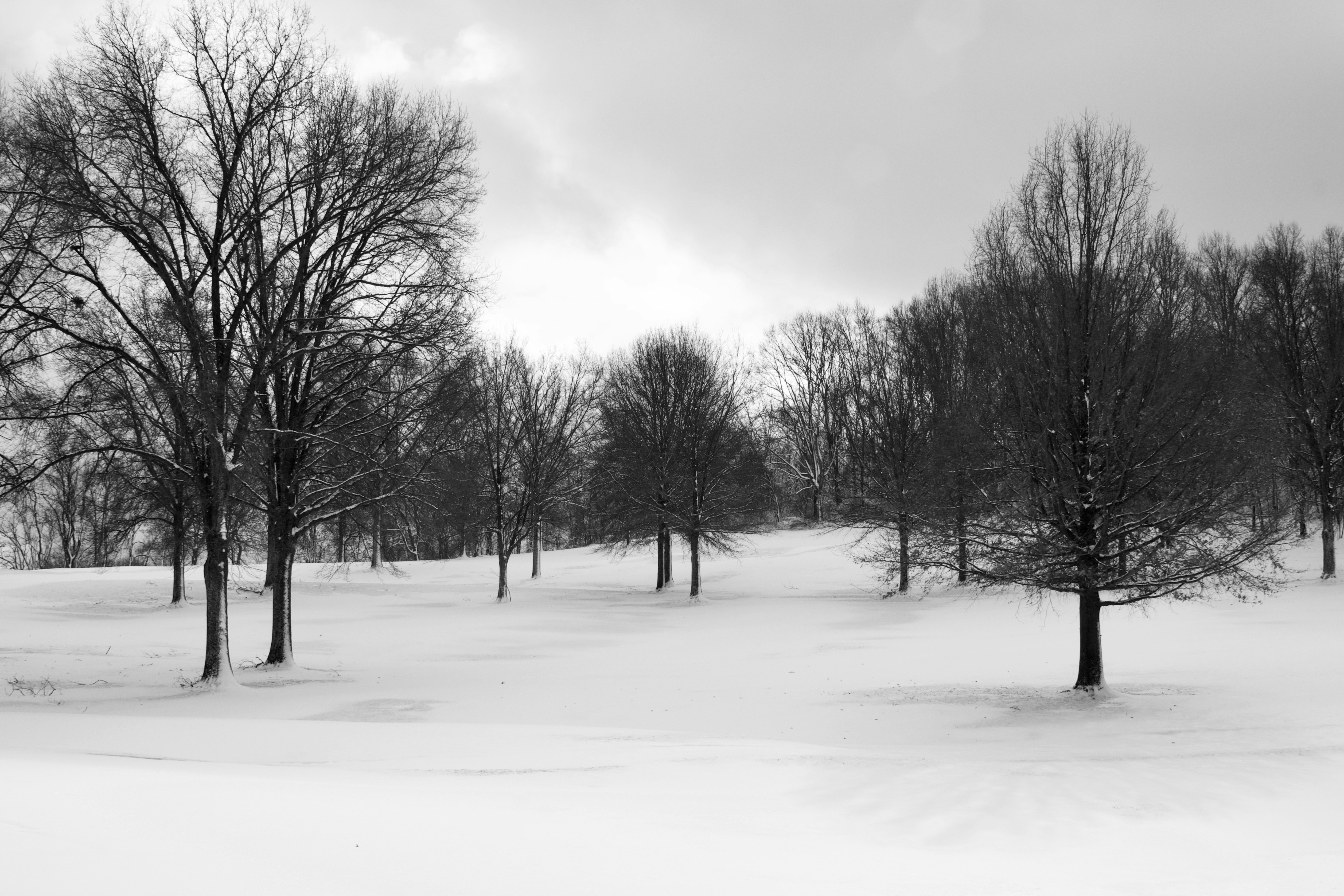 leafless trees on snow covered ground