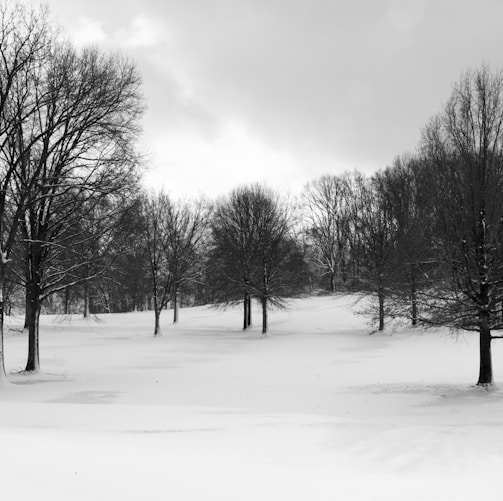 leafless trees on snow covered ground