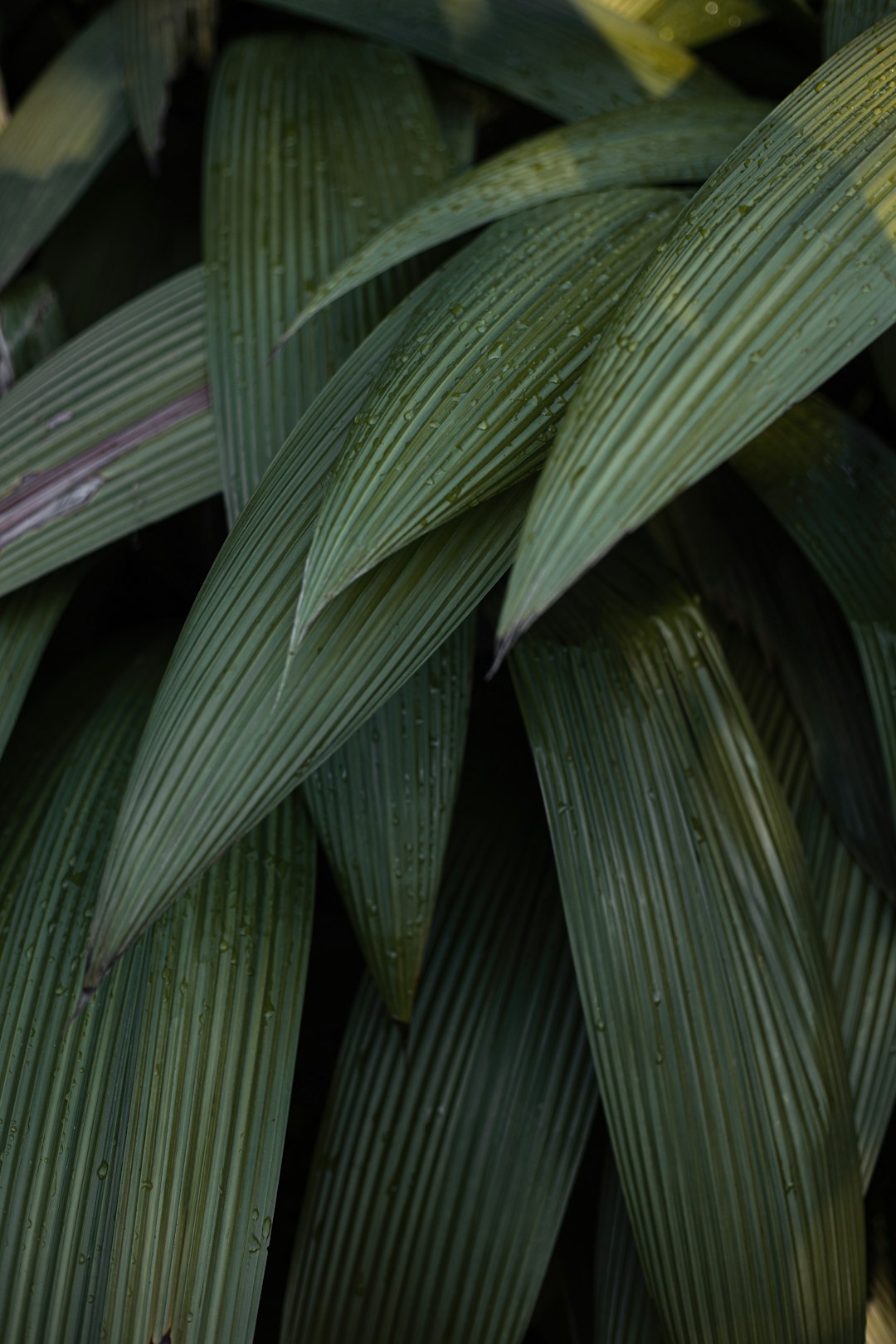 green leaf plant during daytime