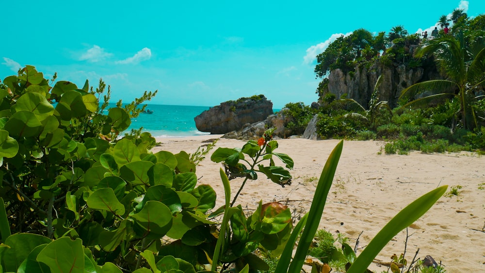 green plants on white sand beach during daytime