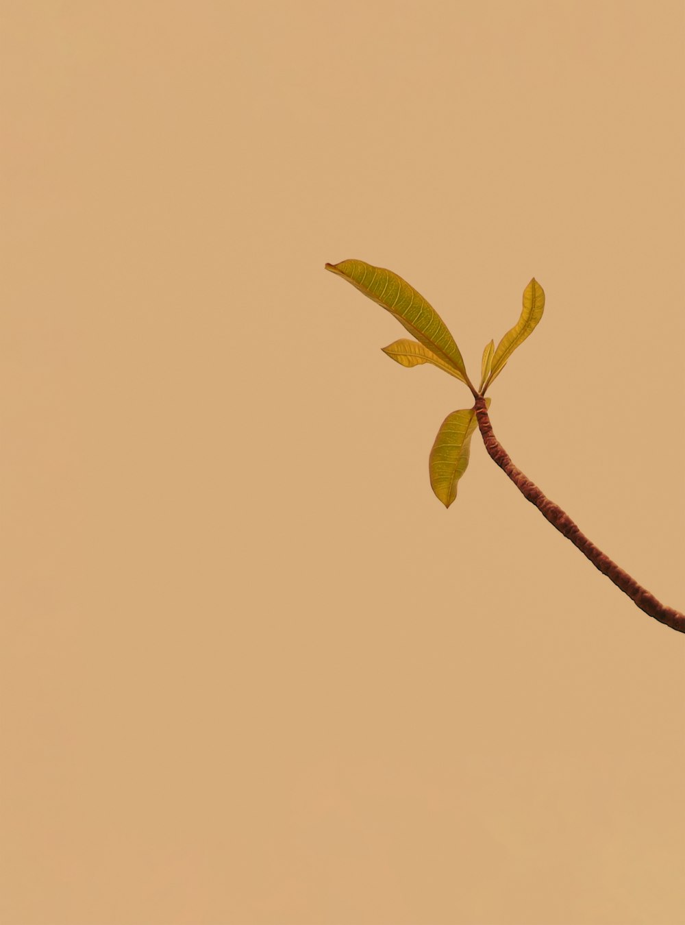 green leaves on brown branch