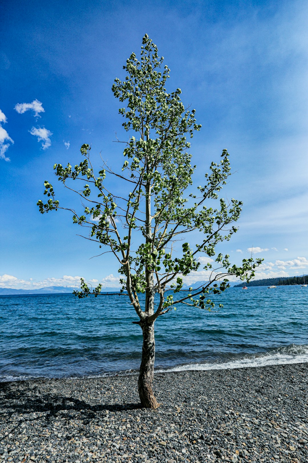 green tree near body of water during daytime