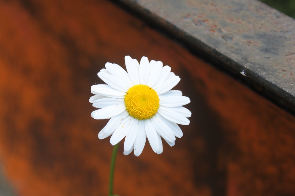 white daisy in bloom during daytime