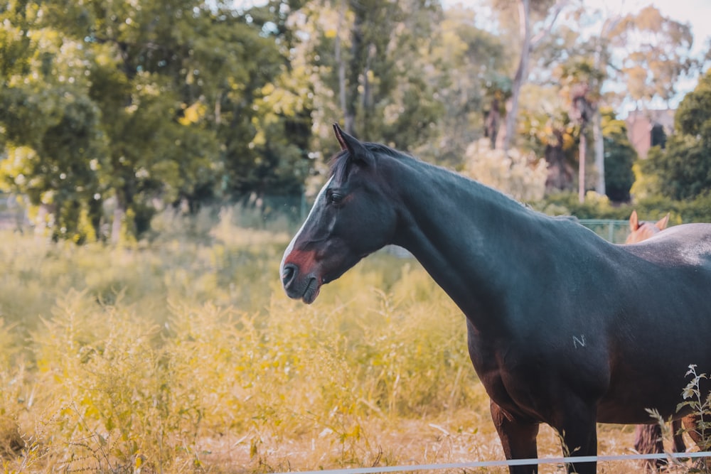 black horse on brown grass field during daytime