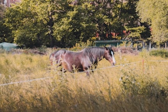 brown horse on green grass field during daytime
