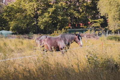 brown horse on green grass field during daytime