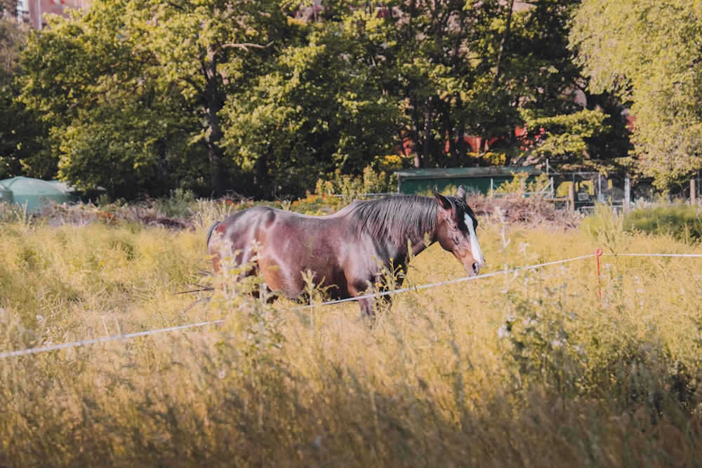 brown horse on green grass field during daytime