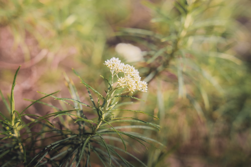 white flower in tilt shift lens