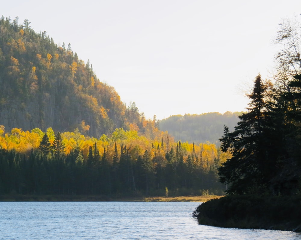 green trees beside body of water during daytime