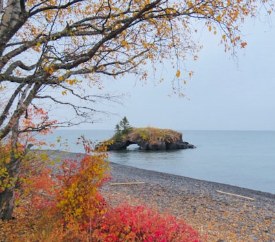 brown trees near body of water during daytime minnesota google meet background