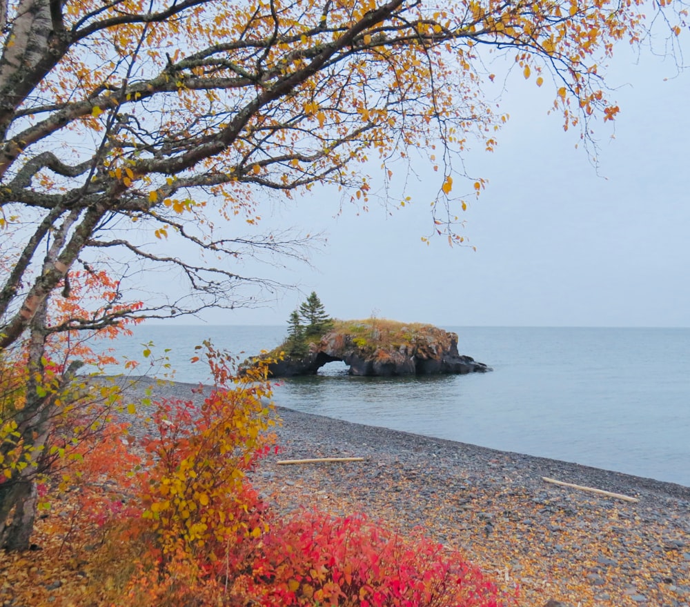 brown trees near body of water during daytime