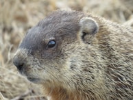 A close-up of a groundhog with a focus on its face, showcasing the texture of its fur and the alertness in its eyes. The background is a blurred natural setting, enhancing the detail of the animal's features.