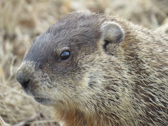 A close-up of a groundhog with a focus on its face, showcasing the texture of its fur and the alertness in its eyes. The background is a blurred natural setting, enhancing the detail of the animal's features.