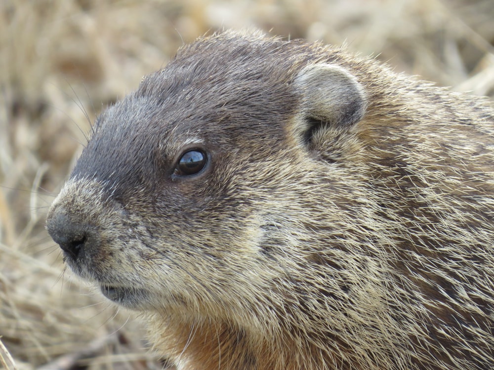 brown rodent on brown soil during daytime