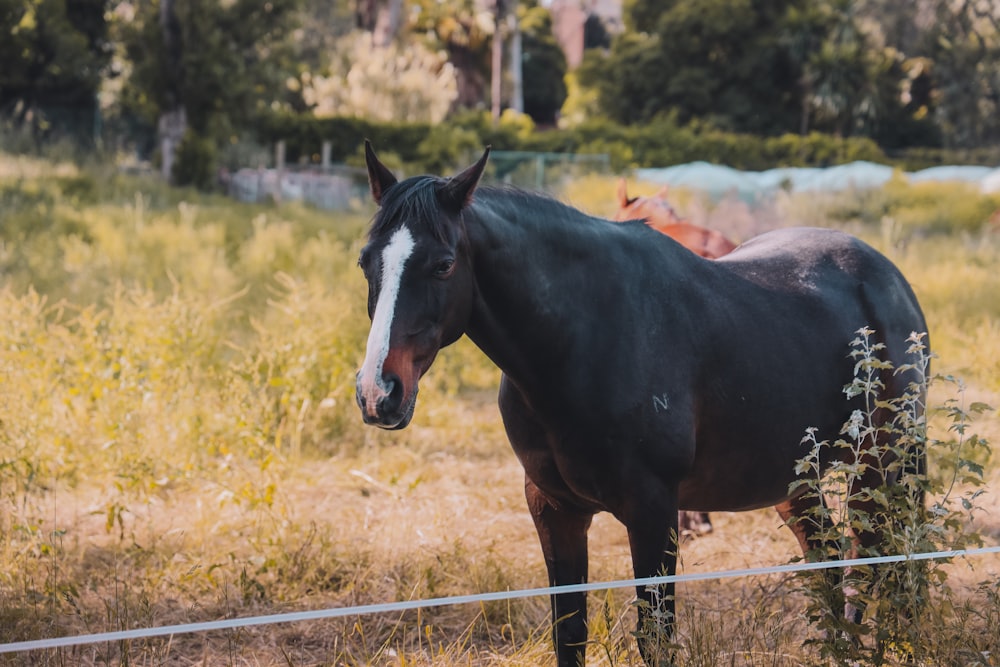 cavalo preto e branco no campo verde da grama durante o dia
